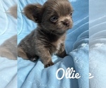 Small Chihuahua