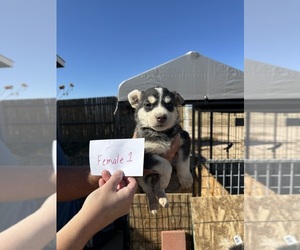 Labrador Retriever-Siberian Husky Mix Litter for sale in CALHAN, CO, USA