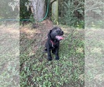 Small #4 Lab-Pointer