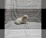 Small Photo #4 Maltipoo Puppy For Sale in BROOKFIELD, MO, USA