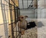 Small #3 Chihuahua