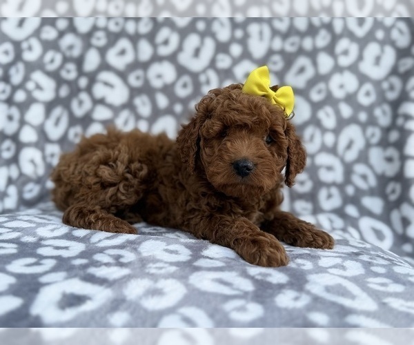 Medium Photo #5 Cock-A-Poo Puppy For Sale in LAKELAND, FL, USA