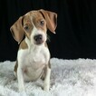 Small Photo #1 Beagle Puppy For Sale in CHATTANOOGA, TN, USA