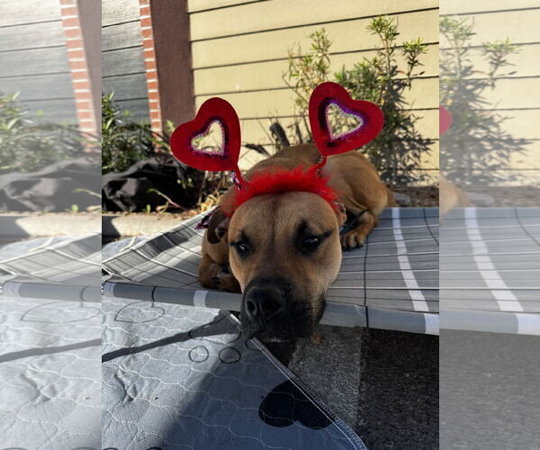 Medium Photo #3 American Pit Bull Terrier-Unknown Mix Puppy For Sale in Chandler, AZ, USA