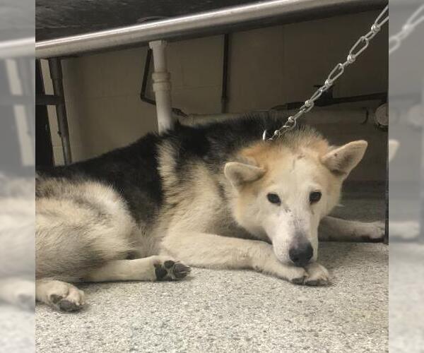 Medium Photo #1 Siberian Husky-Unknown Mix Puppy For Sale in Conroe, TX, USA
