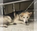 Small Siberian Husky Mix