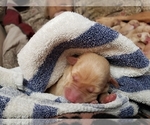 Small Photo #3 Labrador Retriever Puppy For Sale in GALENA, MD, USA