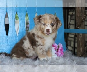 Miniature Australian Shepherd Puppy for sale in FREDERICKSBG, OH, USA