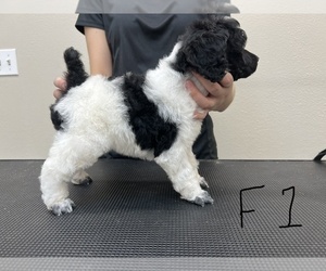 Poodle (Standard) Puppy for sale in LEANDER, TX, USA