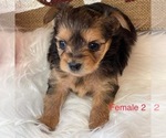 Small Photo #3 Yorkshire Terrier Puppy For Sale in HAMPTON, VA, USA