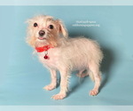 Small #2 Chihuahua-Poodle (Toy) Mix