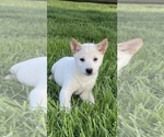 Small #1 Shiba Inu