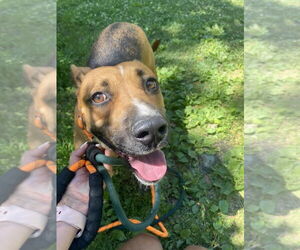 Black Mouth Cur-Unknown Mix Dogs for adoption in Elmsford, NY, USA