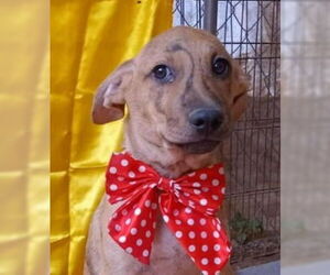 Border Collie-Staffordshire Bull Terrier Mix Dogs for adoption in Lake Forest, CA, USA