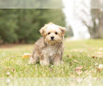 Puppy 1 Morkie