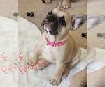 Puppy 3 French Bulldog
