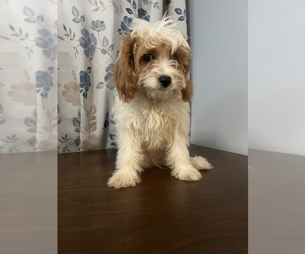 Medium Photo #75 Cavapoo-Poodle (Miniature) Mix Puppy For Sale in DURHAM, CT, USA