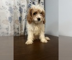 Small #74 Cavapoo-Poodle (Miniature) Mix