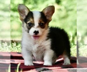 Medium Pembroke Welsh Corgi