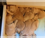 Small Photo #4 Golden Retriever Puppy For Sale in STANLEY, NC, USA