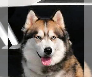 Siberian Husky Dogs for adoption in Omaha, NE, USA