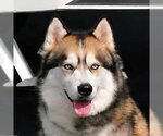 Small Siberian Husky
