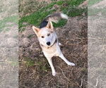 Small #1 Huskies  Mix