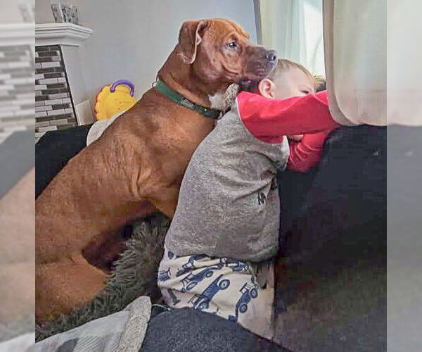 Medium Photo #6 Unknown-Vizsla Mix Puppy For Sale in Huntley, IL, USA