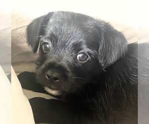 Pin-Tzu Dogs for adoption in Oakland Park, FL, USA
