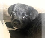 Small Pin-Tzu