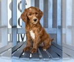 Small #3 Goldendoodle