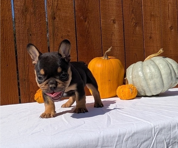 Medium Photo #3 French Bulldog Puppy For Sale in GOSHEN, IN, USA