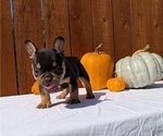 Small #2 French Bulldog
