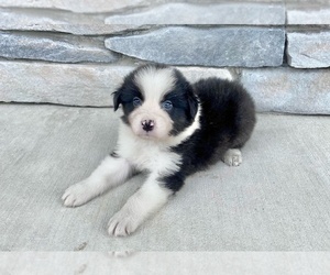Australian Shepherd Puppy for sale in ROBERTS, IL, USA