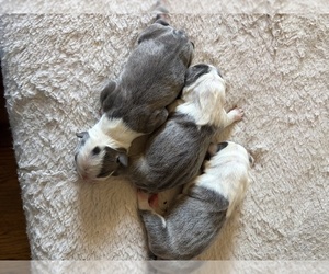 Boston Terrier Puppy for sale in HOWELL, NJ, USA