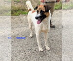 Small #2 Mutt