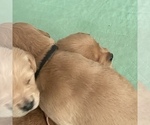 Small Photo #13 Golden Retriever Puppy For Sale in RADCLIFF, KY, USA