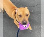 Small #2 American Pit Bull Terrier