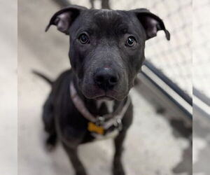 Mutt Dogs for adoption in Fargo, ND, USA