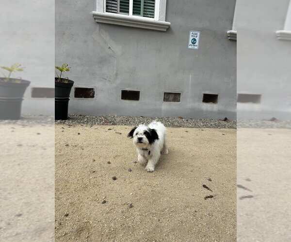 Medium Photo #6 Shih Tzu-Unknown Mix Puppy For Sale in Pacifica, CA, USA