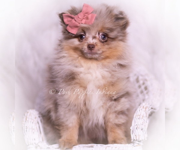 Medium Photo #4 Pomeranian Puppy For Sale in WARSAW, IN, USA