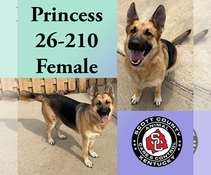 German Shepherd Dog Dogs for adoption in Georgetown, KY, USA