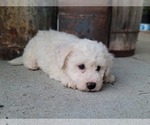 Small Photo #8 Bichon Frise Puppy For Sale in MANES, MO, USA