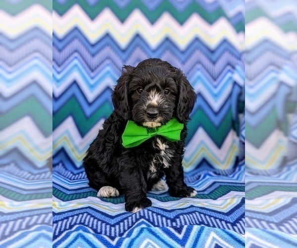 Medium Photo #2 -Poodle (Miniature) Mix Puppy For Sale in LANCASTER, PA, USA