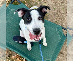 English Coonhound-Unknown Mix Dogs for adoption in Aurora, CO, USA
