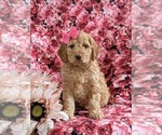 Small Photo #1 Cockapoo Puppy For Sale in NOTTINGHAM, PA, USA