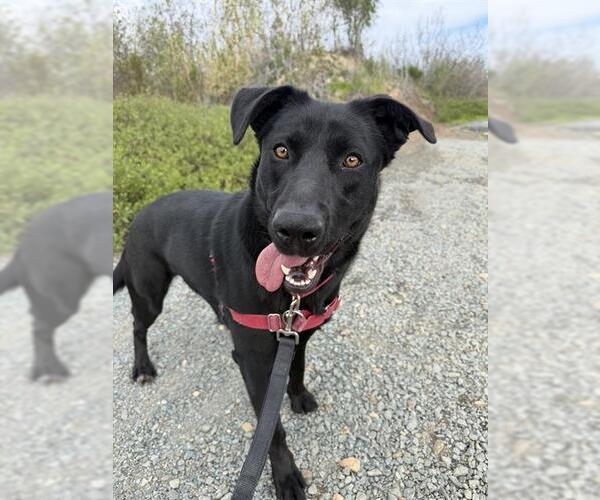 Medium Photo #2 Labrador Retriever-Unknown Mix Puppy For Sale in Chula Vista, CA, USA