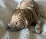 Small Photo #40 Goldendoodle Puppy For Sale in PHOENIX, AZ, USA