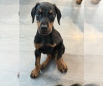 Small #1 Doberman Pinscher