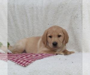 Labrador Retriever Puppy for sale in FELTON, PA, USA